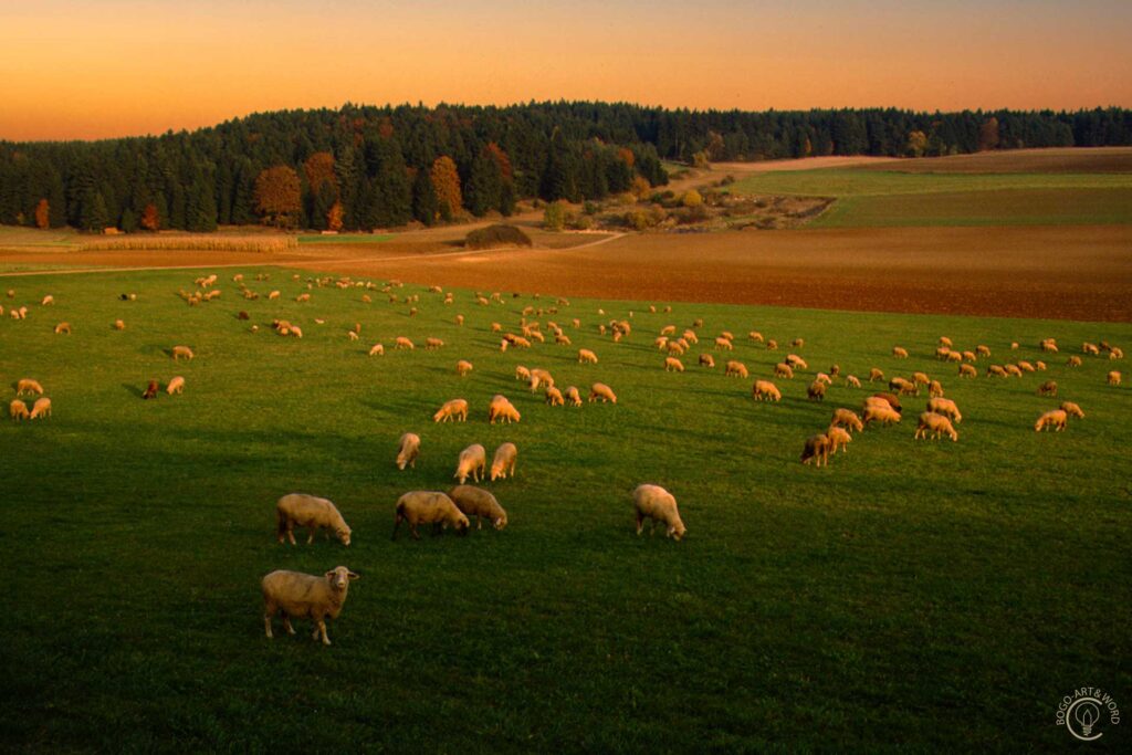 PHOTO-Natur-05-D - Schafherde in Oberhochstatt