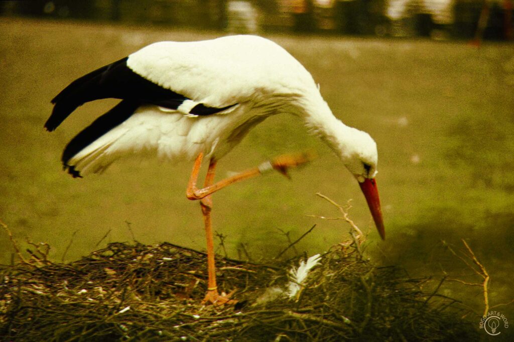 PHOTO-Natur-D-05 - Storch beim Nestbau