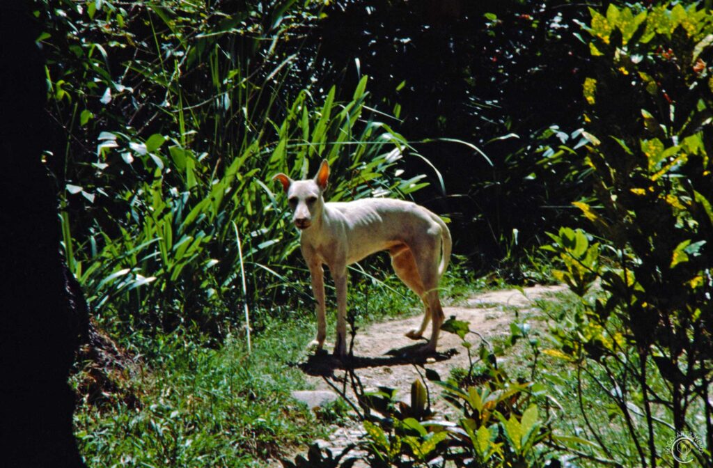PHOTO-Natur-82 - PH-Philippinen