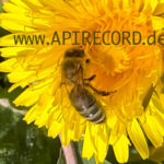 PHOTO-Video-2000 - Video zu Homepage apirecord
